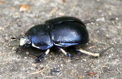 Anoplotrupes