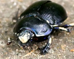 Anoplotrupes