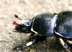 Anoplotrupes
