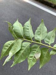 Picrasma quassioides