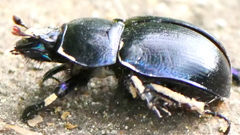 Anoplotrupes