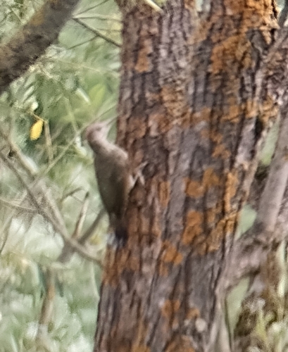 Eurasian Green Woodpecker