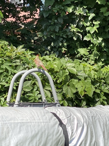 Northern Cardinal