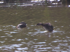 Tachybaptus dominicus