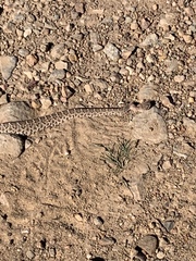 Crotalus ruber ruber