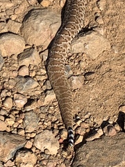 Crotalus ruber ruber