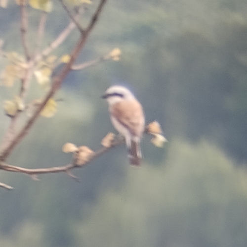 Red-backed Shrike