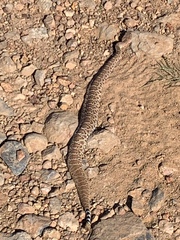 Crotalus ruber ruber