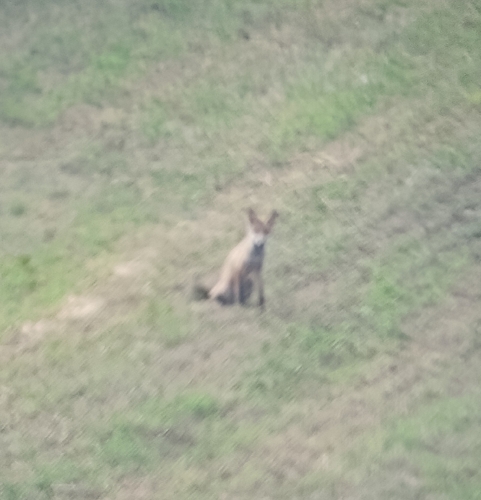 Red Fox