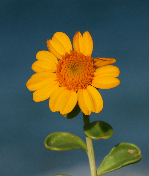 Boeberastrum litorale