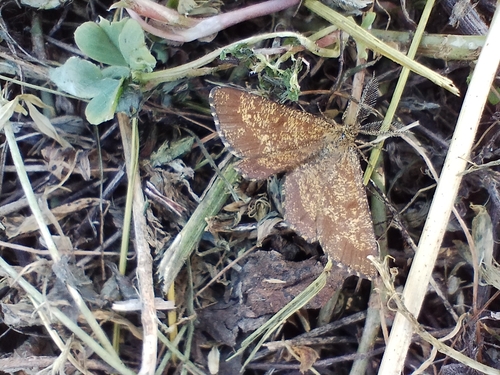 Common Heath