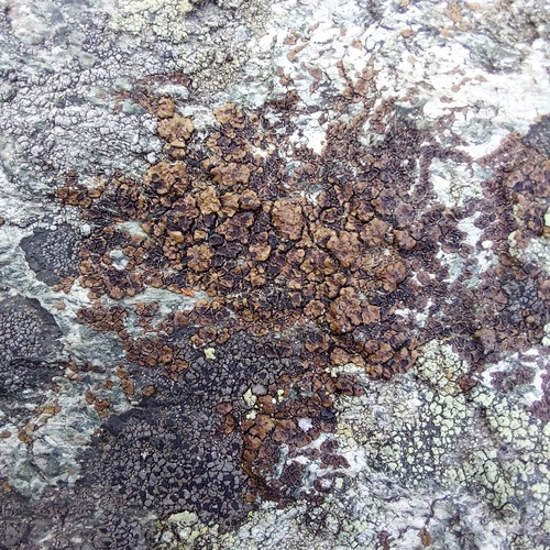 Acarospora fuscata