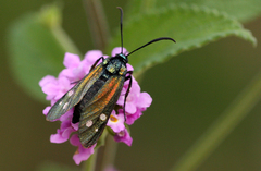 Lamprochrysa