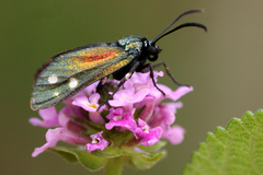 Lamprochrysa