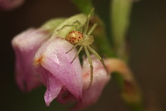 Diaea puncta