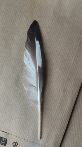 Plume de Huîtrier pie