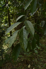 Diospyros nilagirica