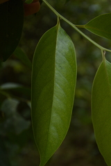 Diospyros nilagirica