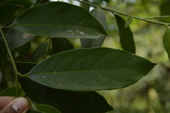 Diospyros nilagirica
