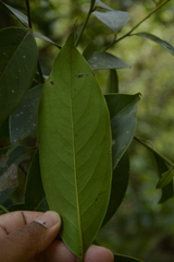 Diospyros nilagirica