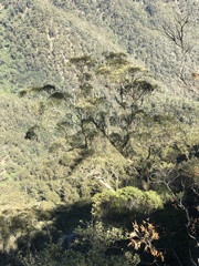 Eucalyptus olsenii