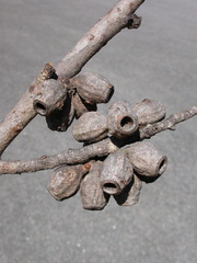 Eucalyptus olsenii