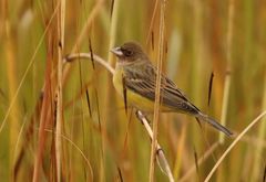 Emberiza bruniceps
