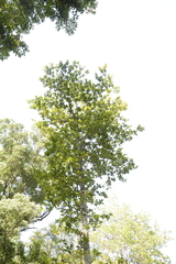 Elaeocarpus tuberculatus