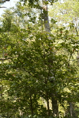 Elaeocarpus tuberculatus