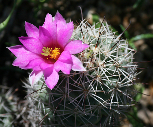 Cochemiea schumannii (Hildm.) P.B.Breslin & Majure