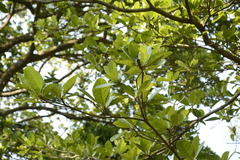 Elaeocarpus tuberculatus