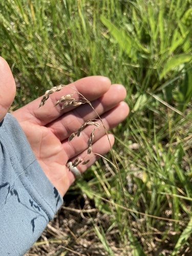 Anthoxanthum nitens observed 2026-07-25