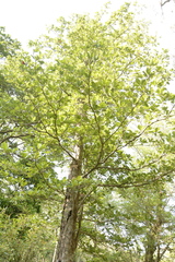 Elaeocarpus tuberculatus