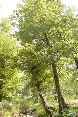 Elaeocarpus tuberculatus