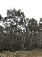 Eucalyptus elaeophloia