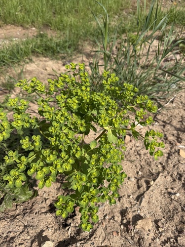 Sun spurge