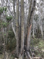 Eucalyptus elaeophloia