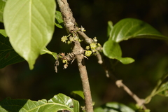 Meyna laxiflora