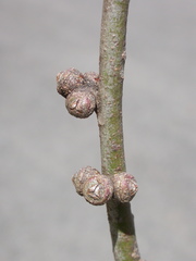 Eucalyptus elaeophloia