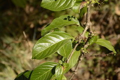 Meyna laxiflora
