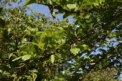 Meyna laxiflora