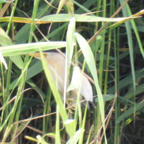 iNaturalist image