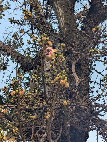 Cannonball Tree