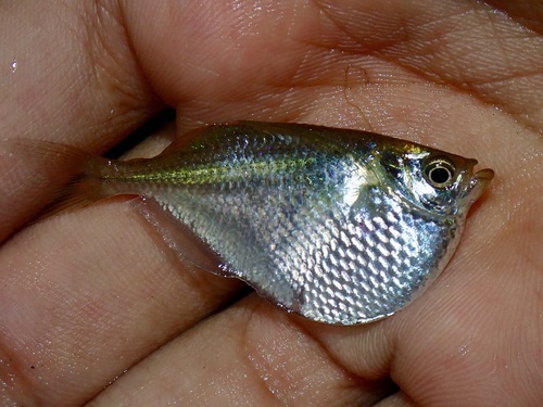 Common hatchetfish (Gasteropelecus sternicla) — Gasteropelecidae — 3