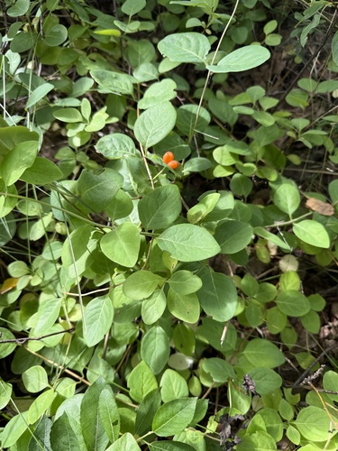 Perfoliate Honeysuckle