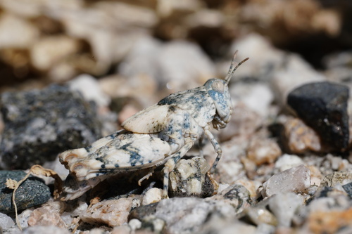 Cream Grasshopper