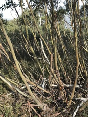 Eucalyptus glaucescens