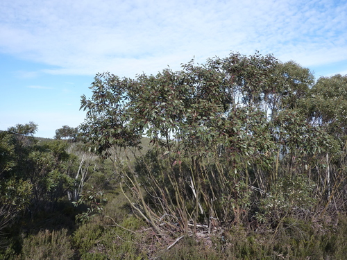 tingiringi gum (Eucalyptus glaucescens)