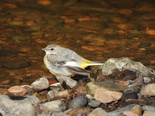 iNaturalist image