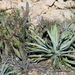 Golden Cape Agave - Photo (c) jrebman, some rights reserved (CC BY-NC), uploaded by jrebman
